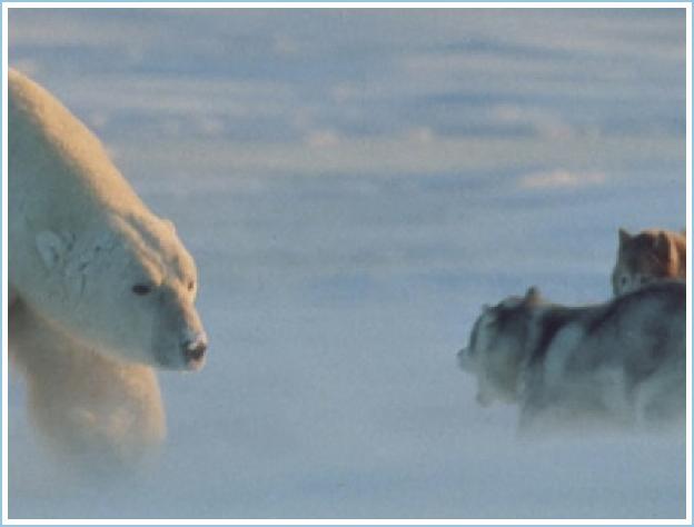 Polar Bear: I come in Peace 