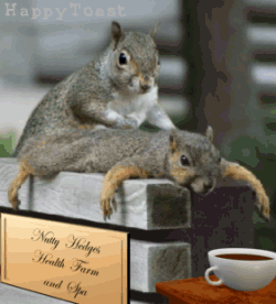 squirrel-massage