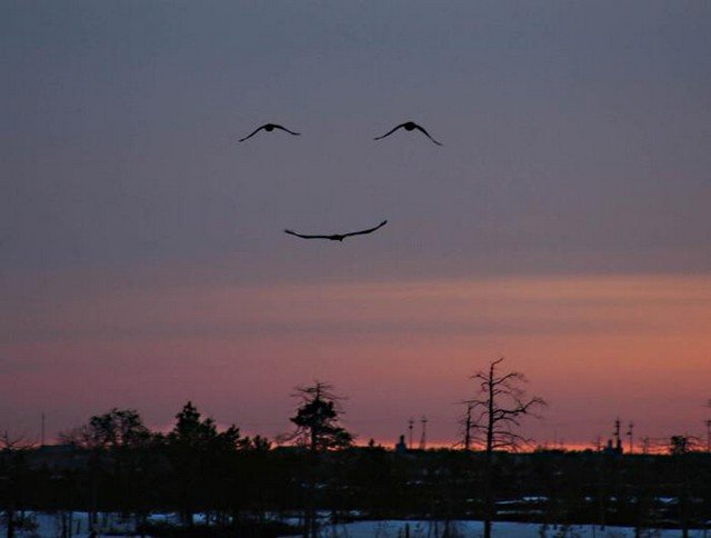 Smiling Birds