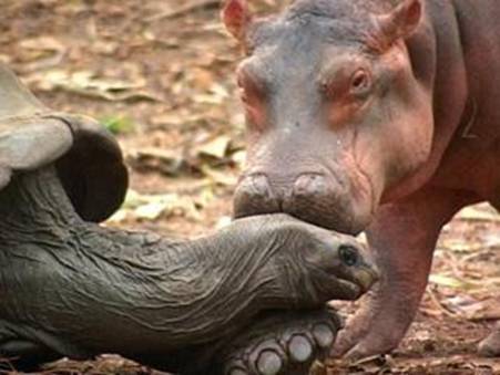 Hippopotamus & Tortoise