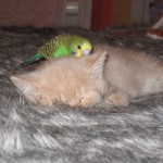 kittenbird11