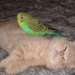 kittenbird14