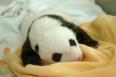 panda11