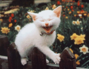 smilingcat