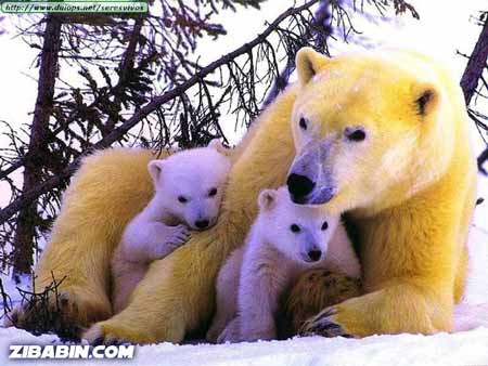 Motherhood in the Animal Kingdom