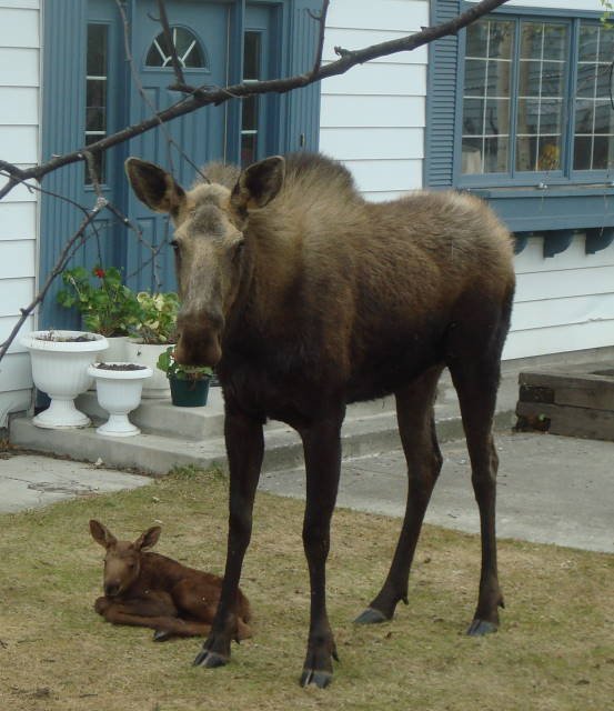 Baby Moose & Mom
