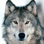 wolf5