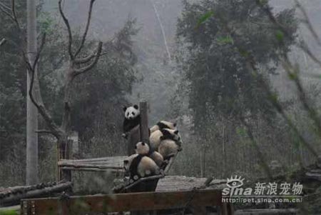 Baby Panda Photos