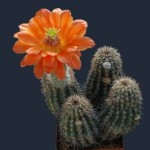 cactus10