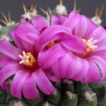 cactus29