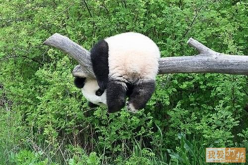  Panda-Monium - Too Too Cute