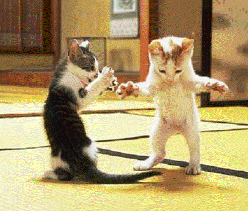 Dancing Cats ~ Tancujúce Mačky ~ Táncoló Macskák ~ Kattendans ~ Les Chats Qui Dance
