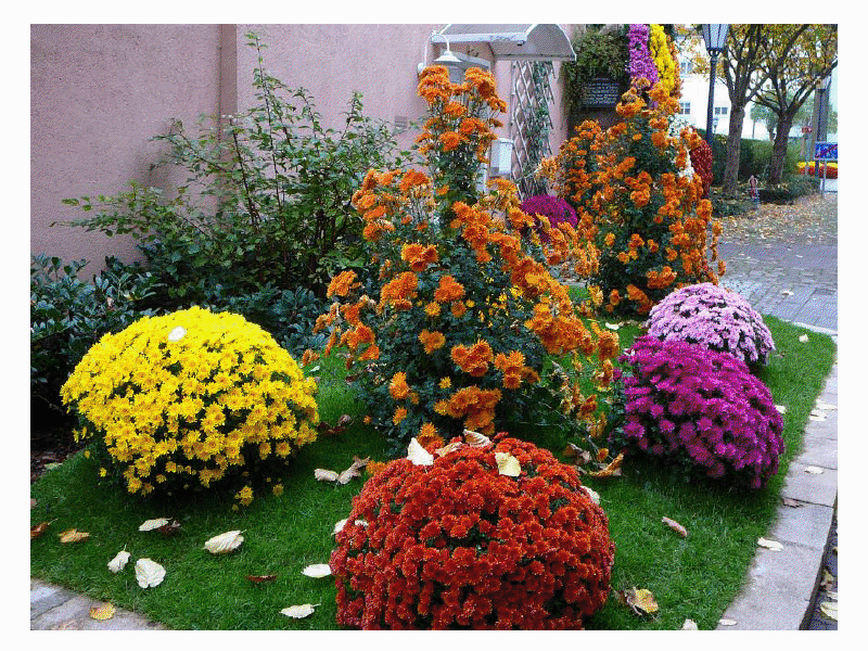 Хризантема садовая Lahr08