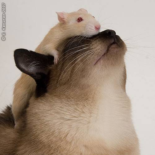 cat&mouse