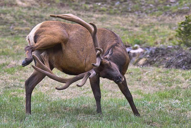           Why Male Elk Have Long Antlers  