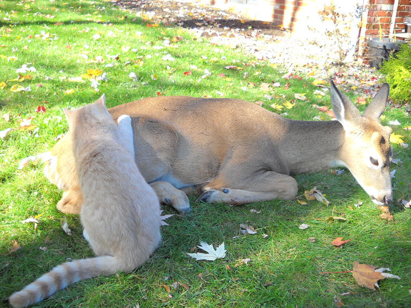 cat&deer02