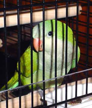 parrot