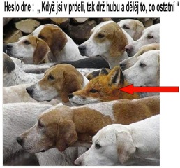 psy&vlk