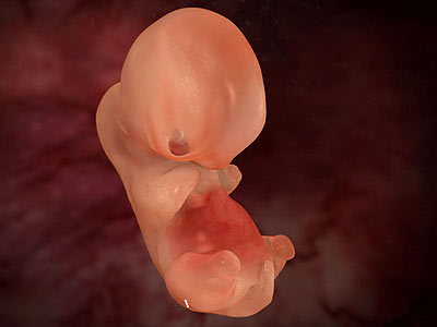Images Of 5 Week Fetus. six-week-old human embryo.