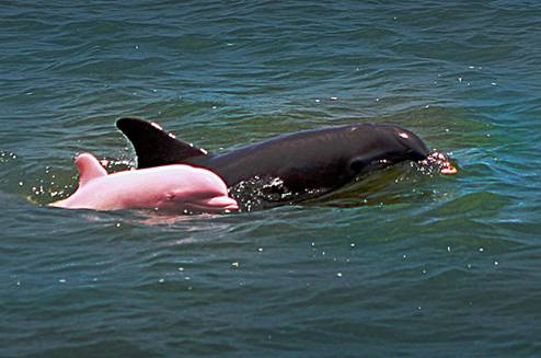 A Pink Dolphin...