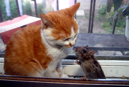 cat&mouse03