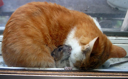 cat&mouse06