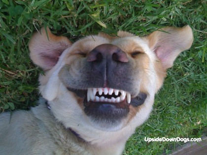 laughingdog