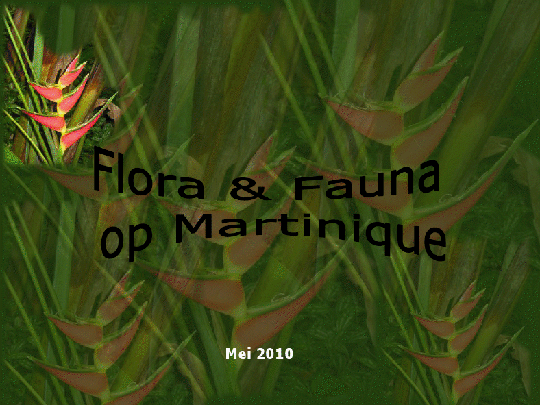 Flora & Fauna in Martinique