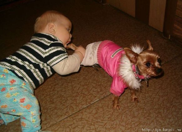 Pet Babysitters 