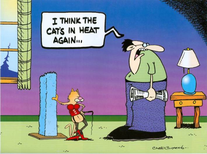 The Cat is in Heat Again..