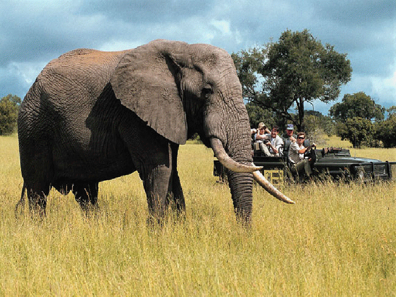safari35