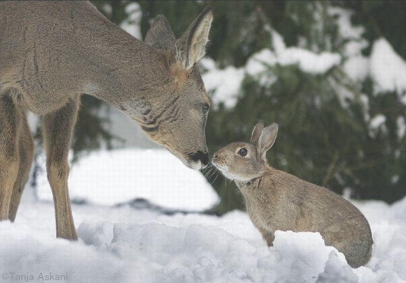  Bambi & Thumper 
