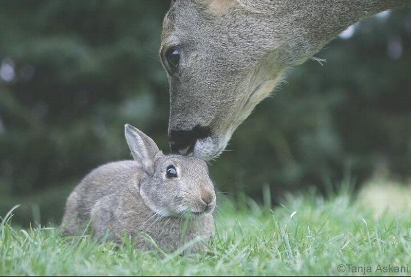 deer&bunny06