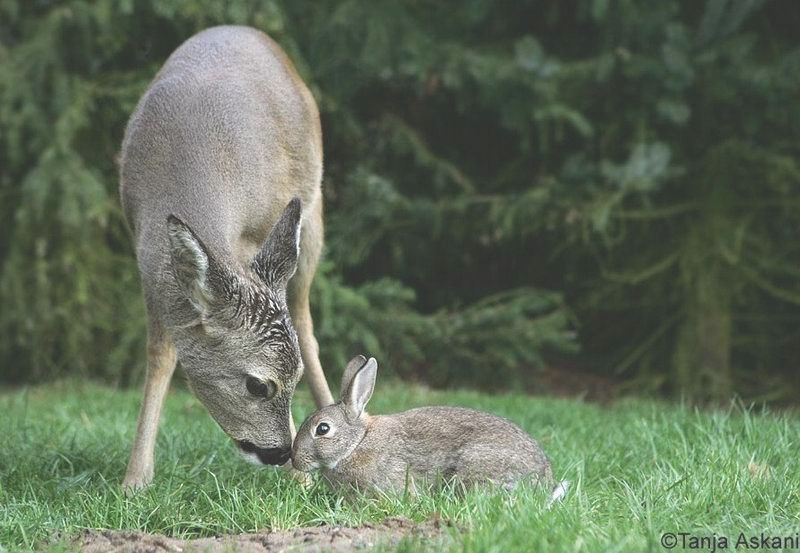 deer&bunny08
