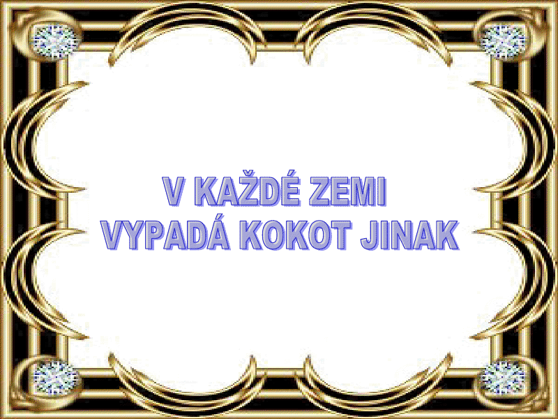 kokot01