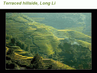 China33