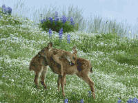 viewer36