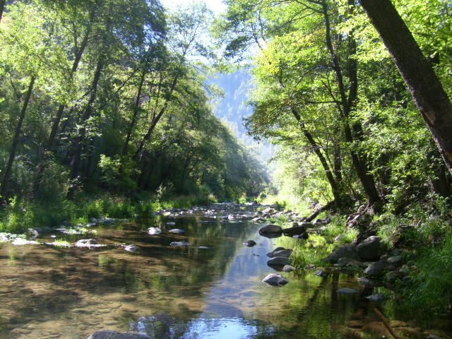 riverwtrees