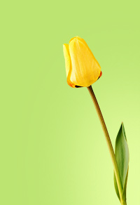 tulip