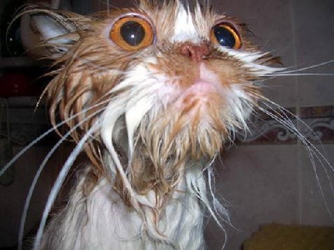 catwet