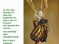 motyl04 motyl04