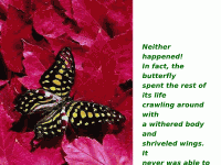 motyl06 motyl06