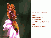 motyl12 motyl12