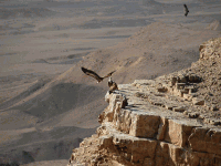 Izrael12