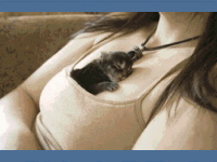 beast11