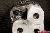 pet08
