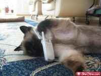 pet09