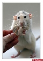 pet10