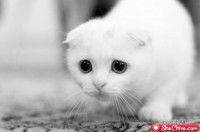 pet13