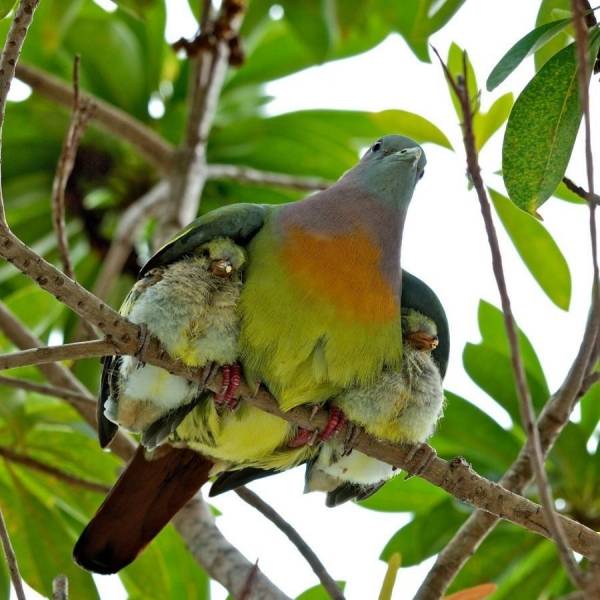 MommaBirdw2babies